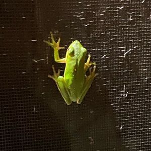 Meet your Posher, Cody